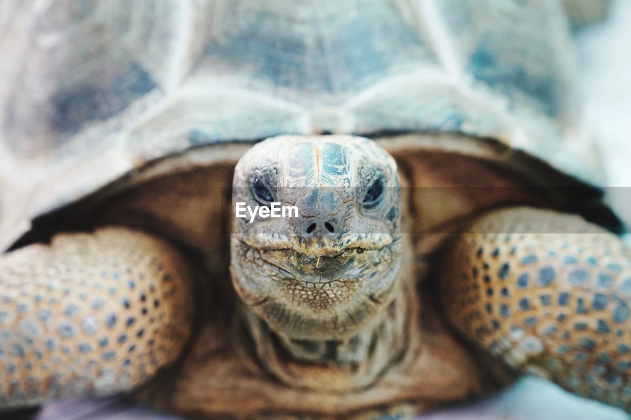 CLOSE-UP PORTRAIT OF TURTLE