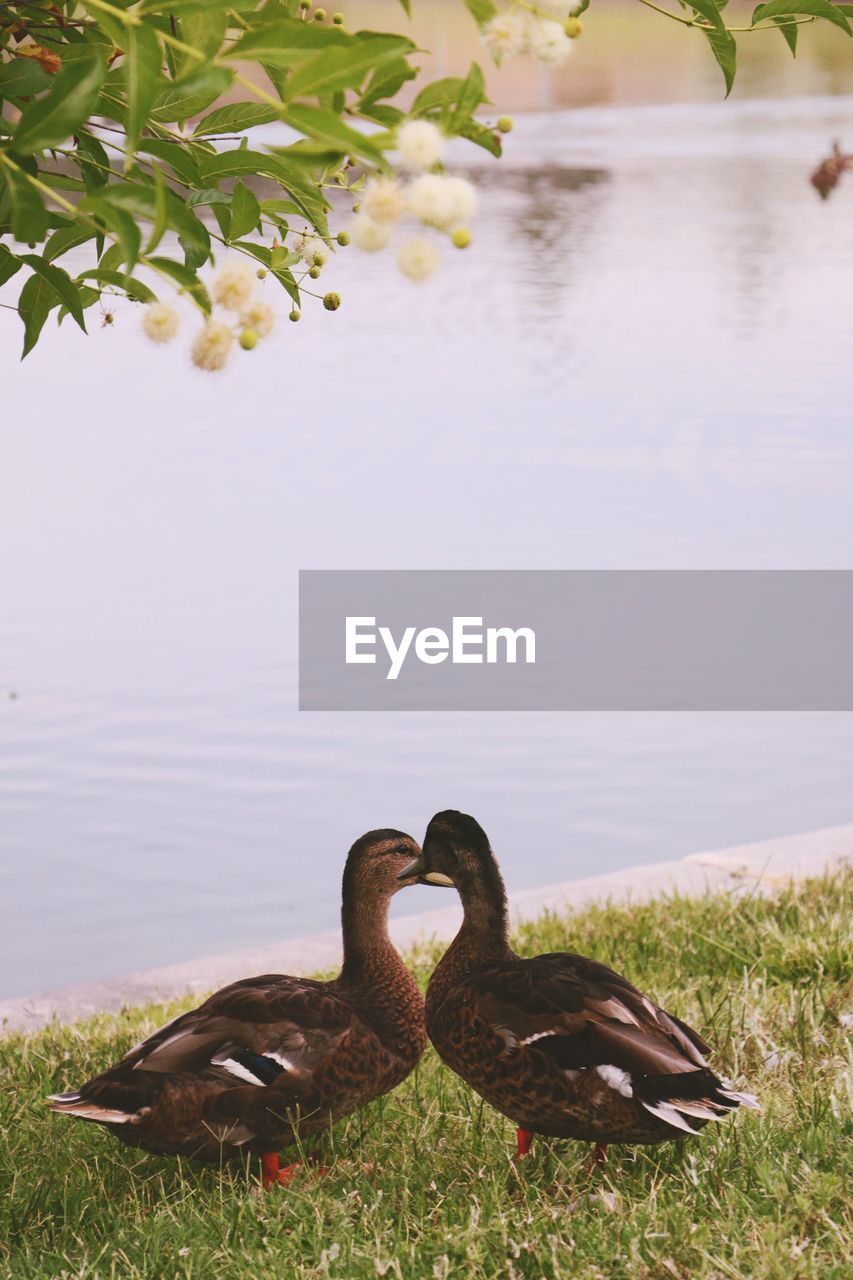 Ducks on grass by pond in california state university campus