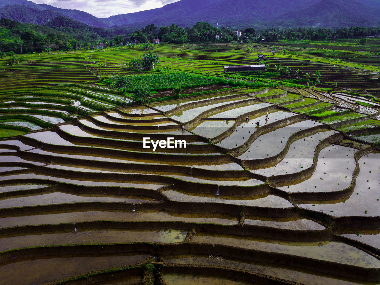 Scenic view of agricultural field