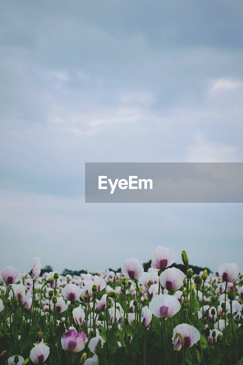 Close-up of flowers blooming in field