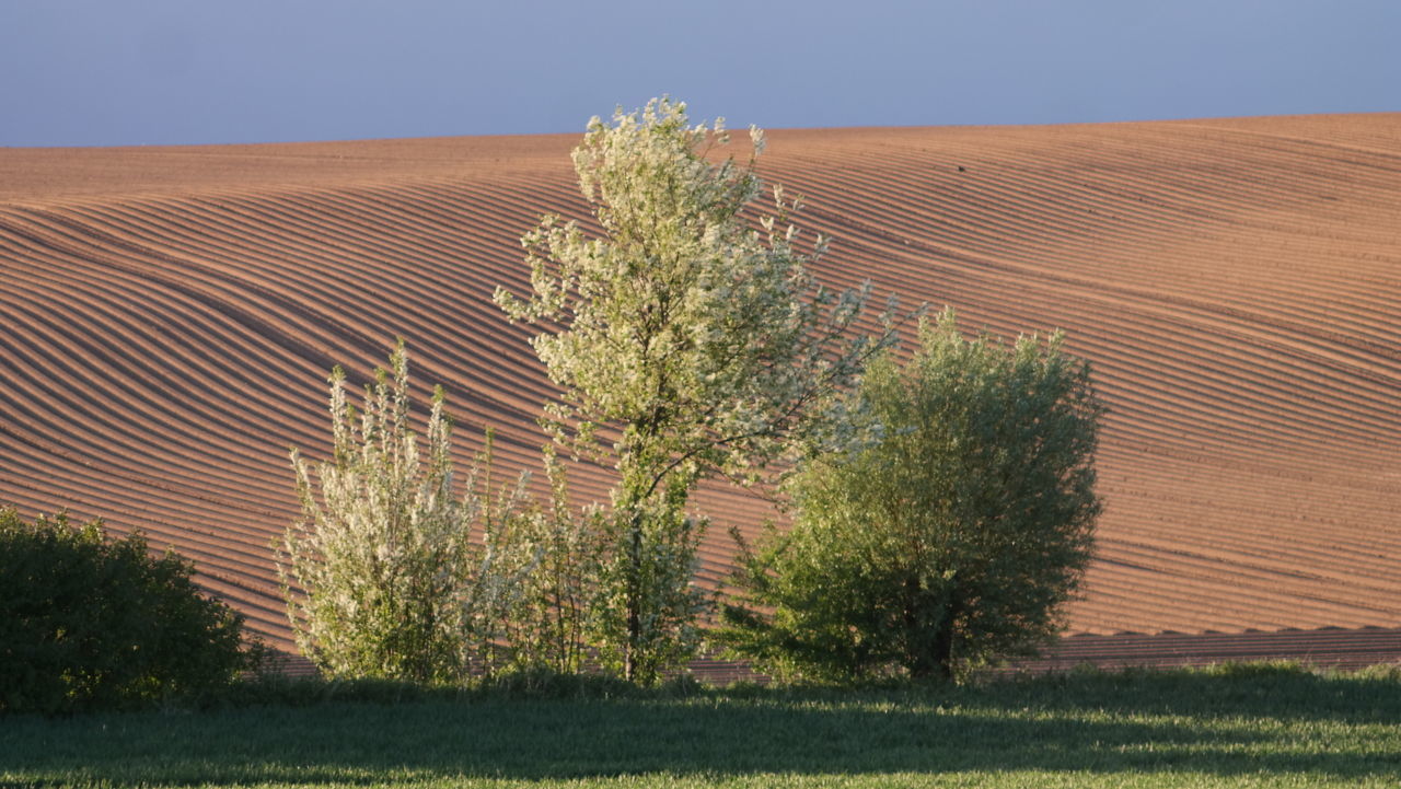 Trees on landscape during sunny day