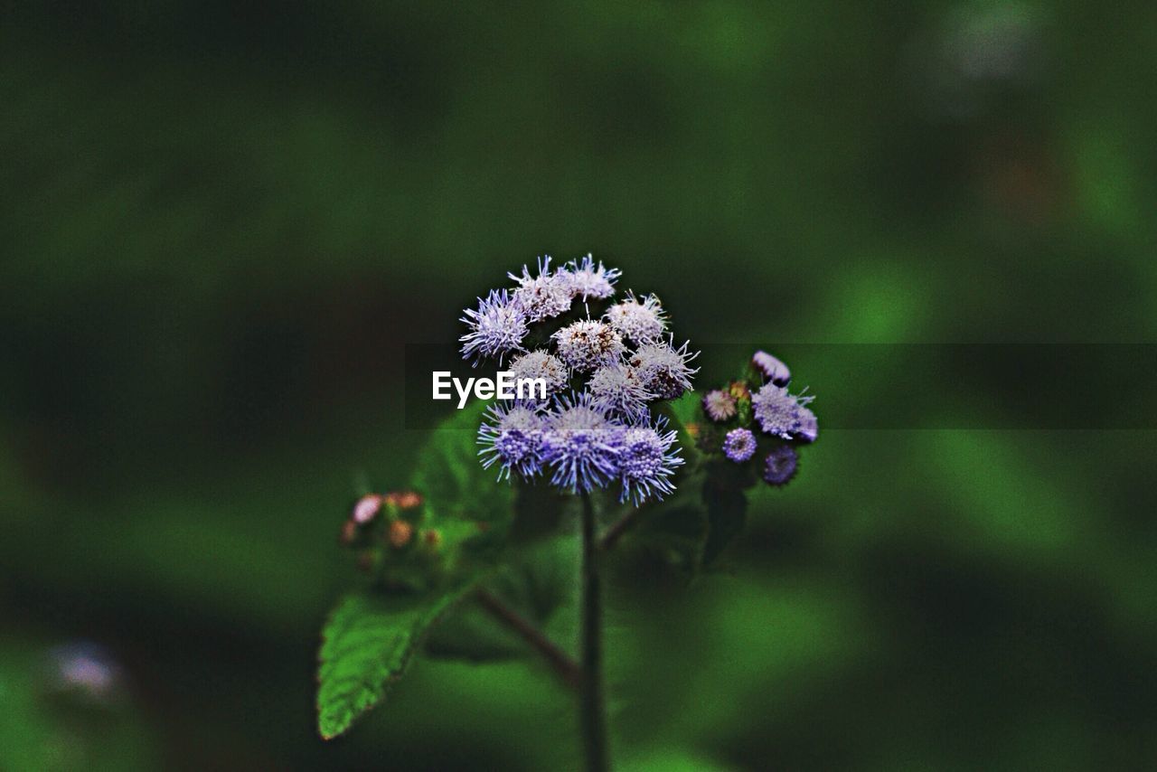 Close-up of purple flowers blooming outdoors