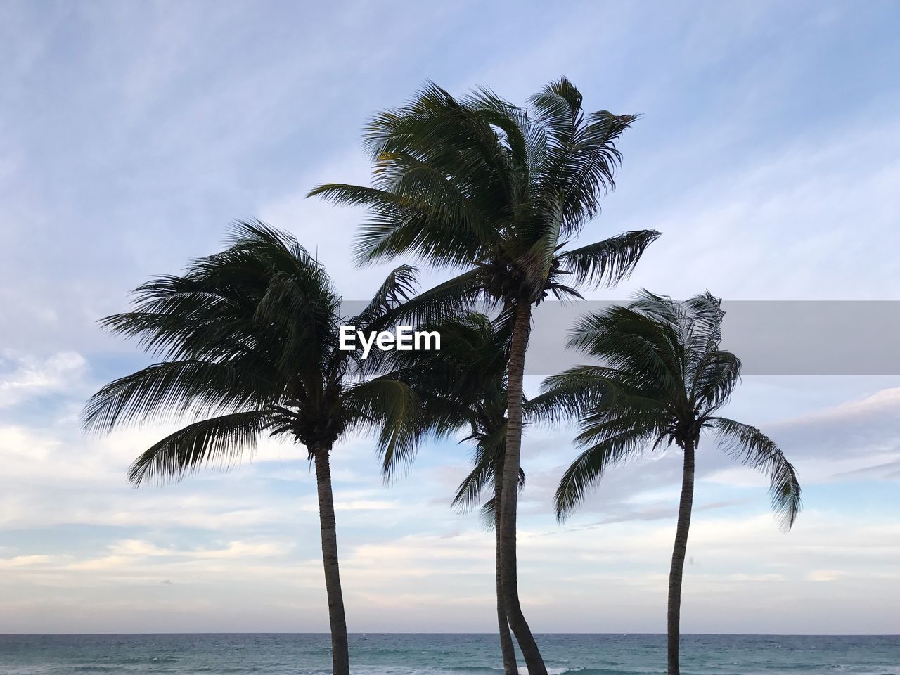 Low angle view of palm tree by sea against sky