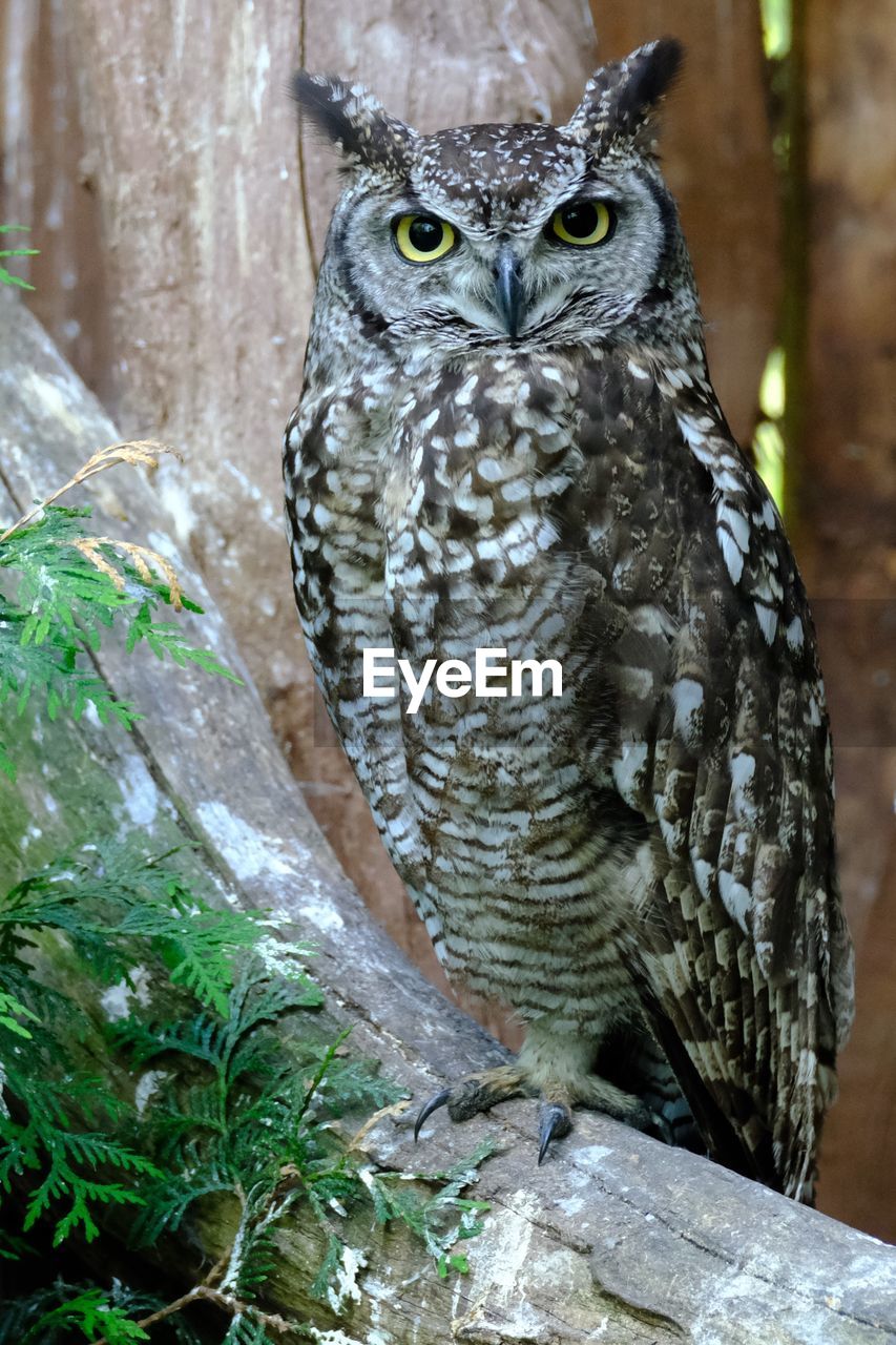 CLOSE-UP PORTRAIT OF OWL PERCHING ON TREE