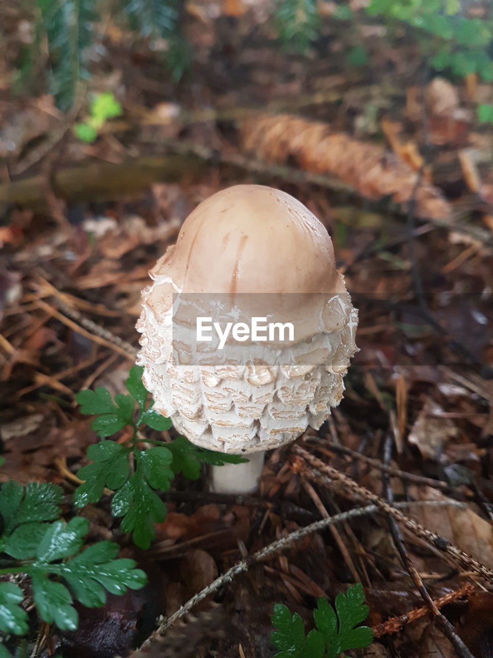 CLOSE-UP OF MUSHROOM GROWING ON PLANT