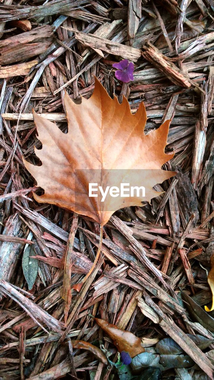 High angle view of dry maple leaf