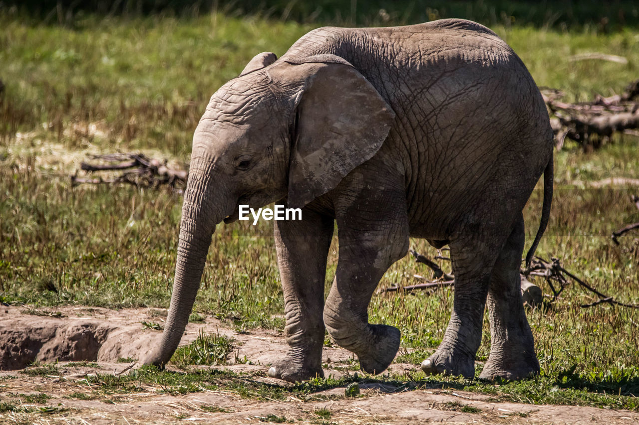 FULL LENGTH OF ELEPHANT WALKING ON FIELD