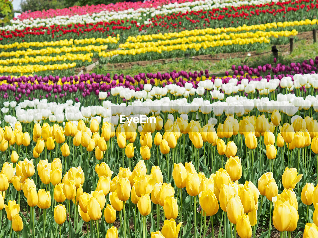 Close-up of tulip plants growing on land