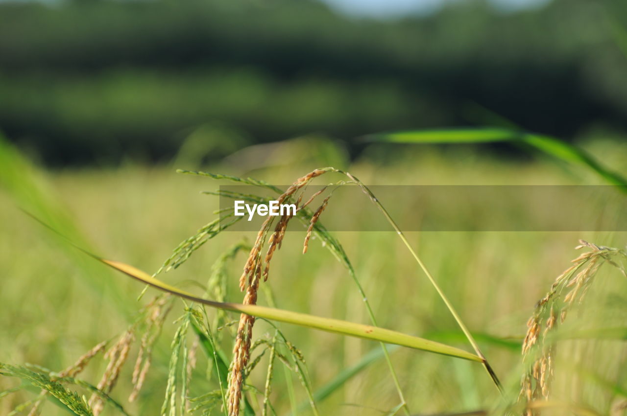 CLOSE-UP OF WHEAT