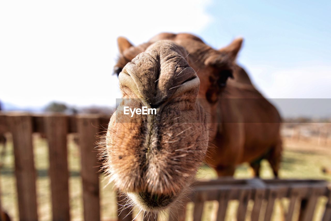 Close-up of camel on field against sky