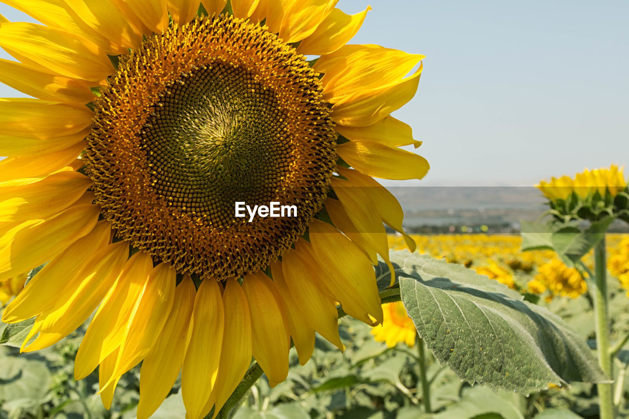 Close-up of sunflower blooming against sky