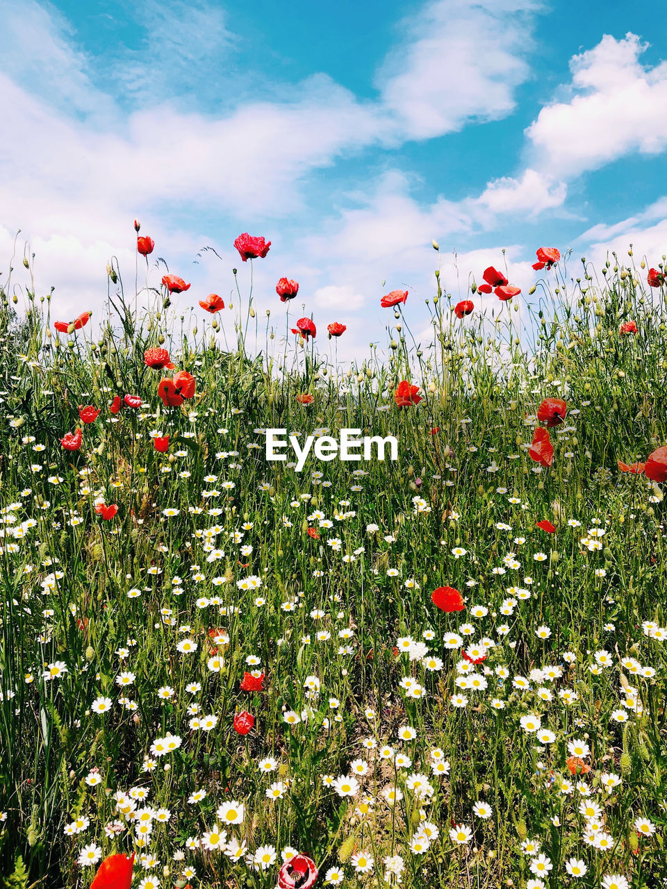 RED POPPY FLOWERS GROWING ON FIELD