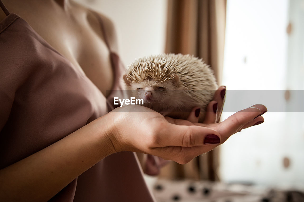 Midsection of person holding a baby hedgehog