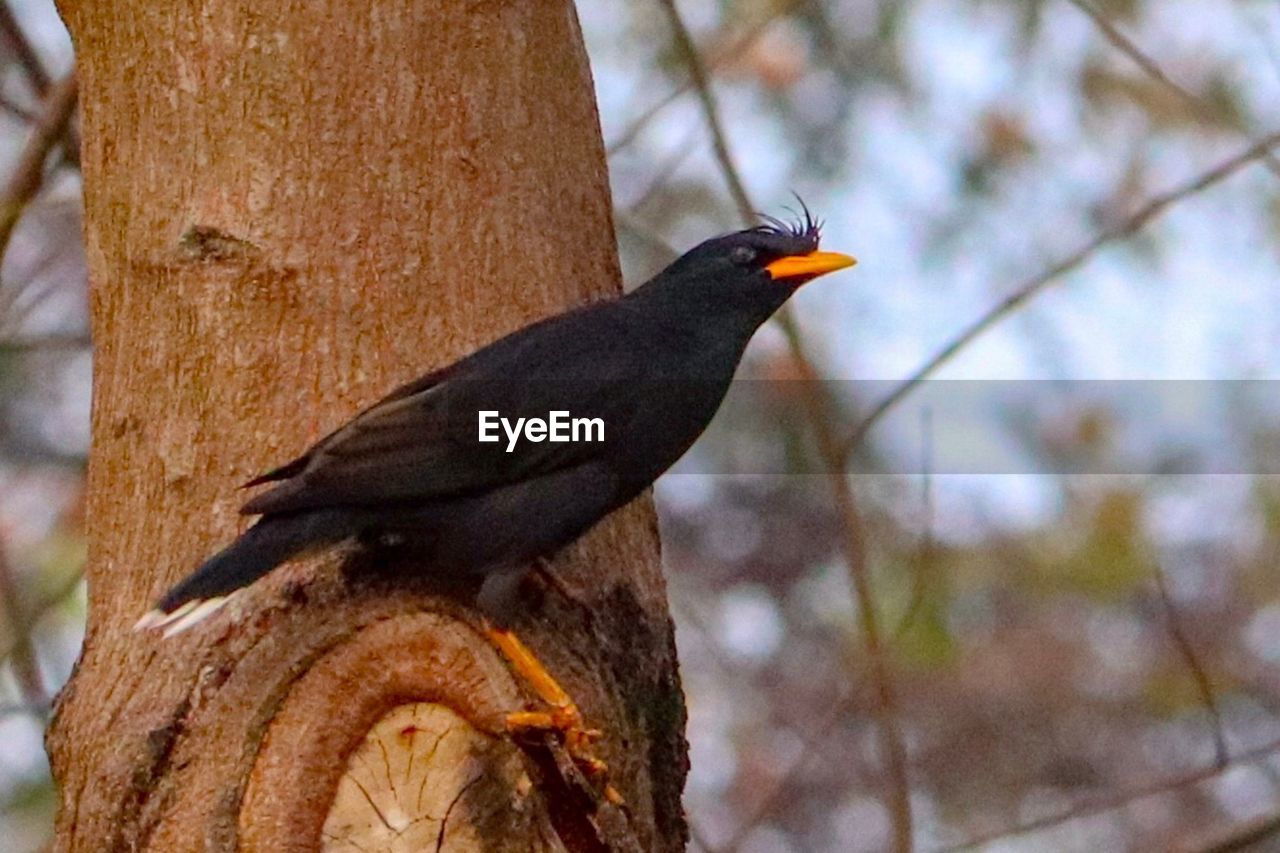 CLOSE-UP OF BIRD PERCHING ON TREE