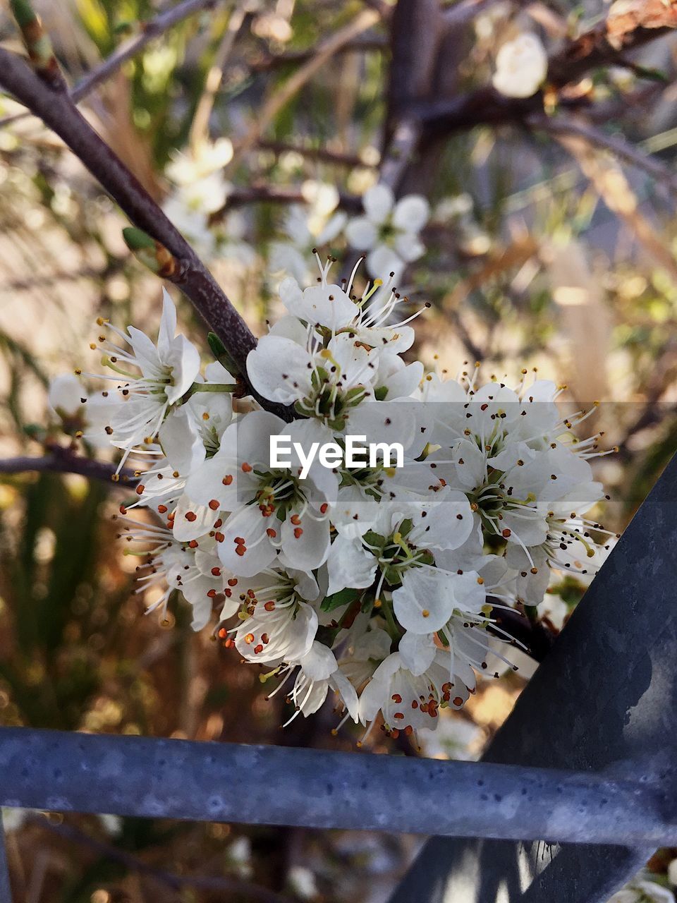 CLOSE-UP OF WHITE CHERRY BLOSSOM TREE