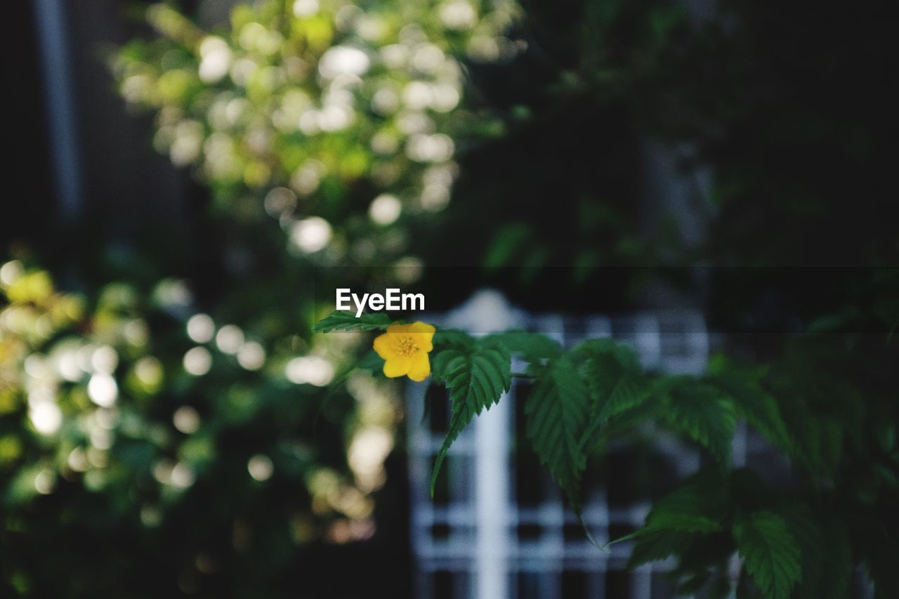 Close-up of yellow flower against blurred background