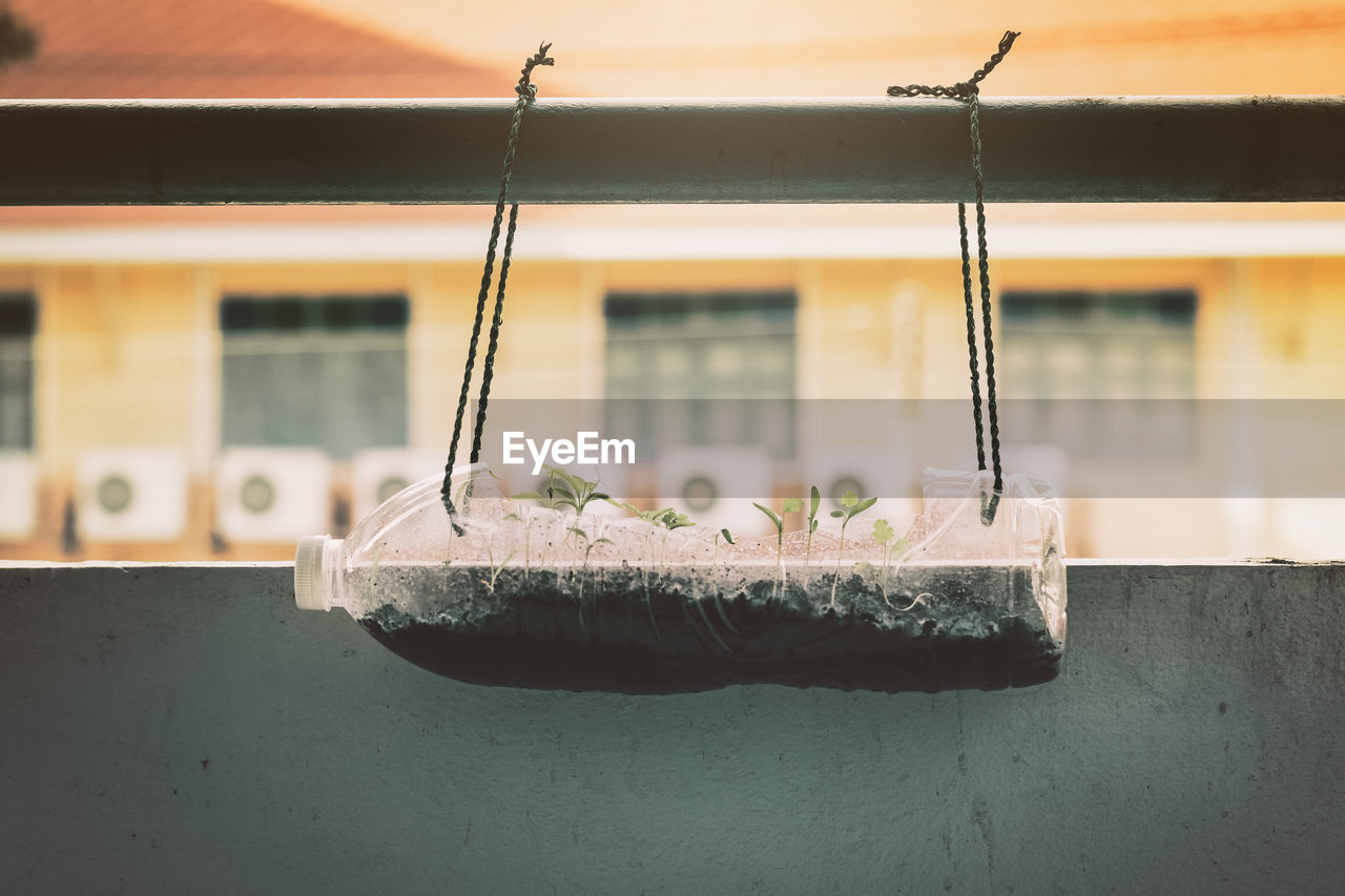 CLOSE-UP OF POTTED PLANT ON WINDOW