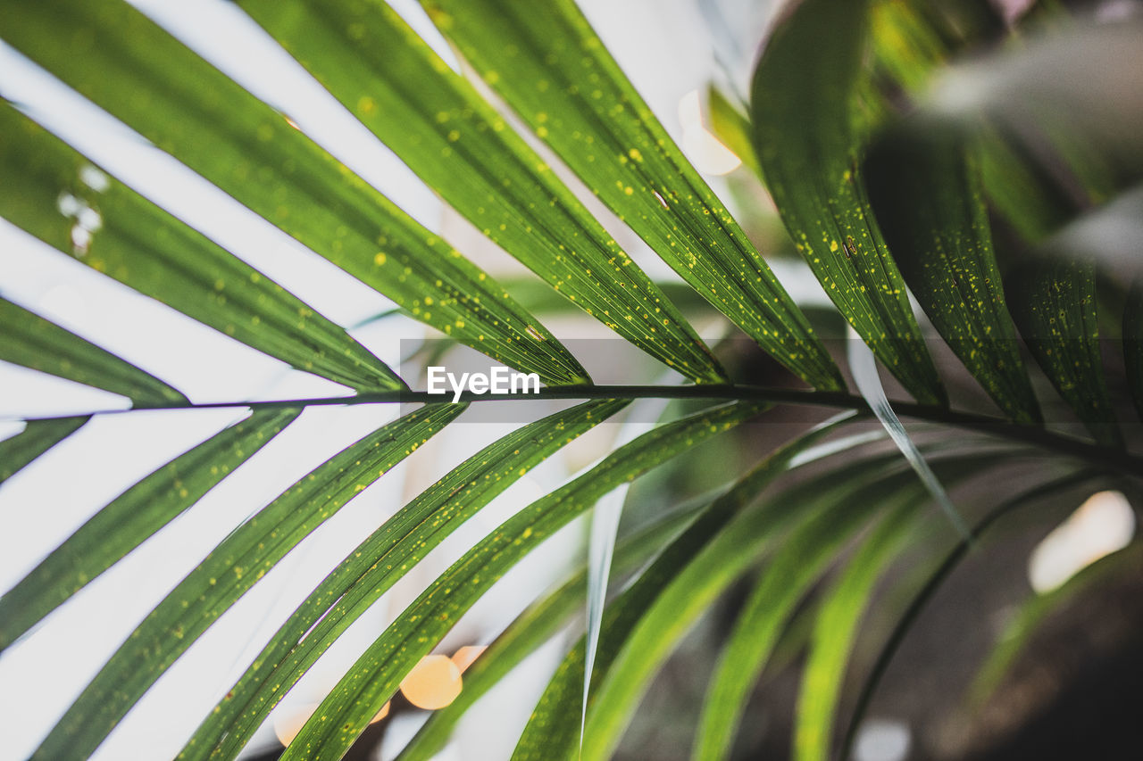 Full frame shot of palm leaves