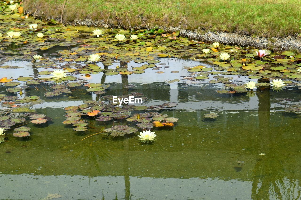 WATER LILIES AND LEAVES IN POND