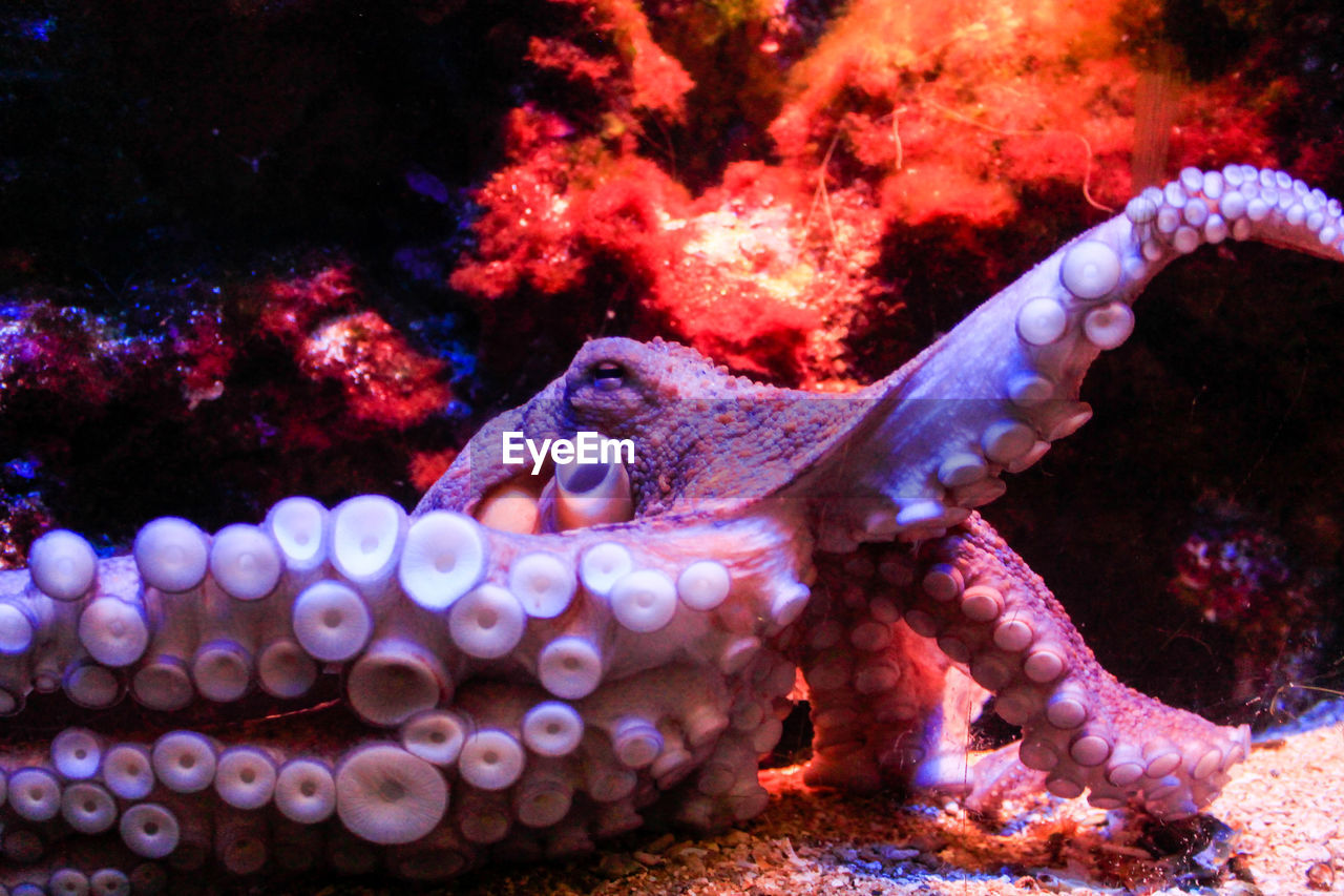 VIEW OF AQUARIUM IN TANK