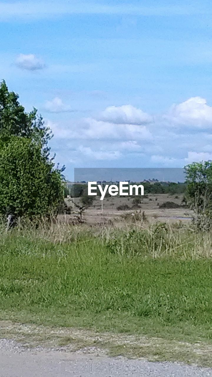 TREES ON FIELD AGAINST CLOUDY SKY