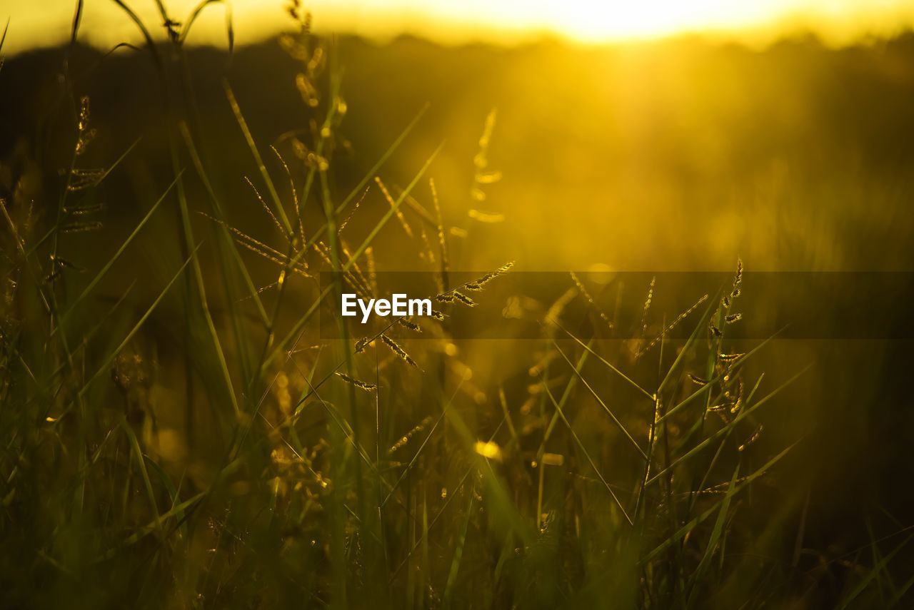 CLOSE-UP OF WHEAT CROPS