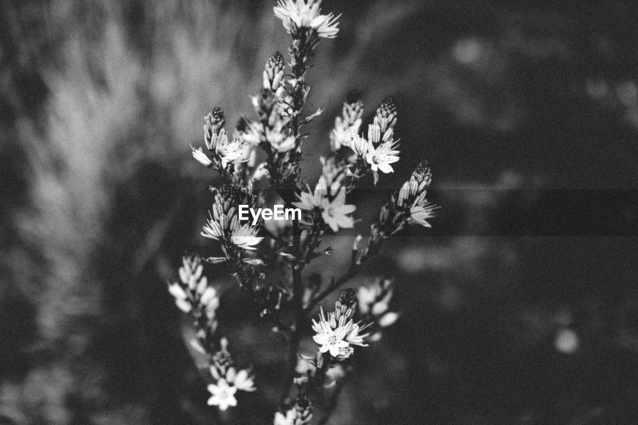 CLOSE-UP OF FLOWERING PLANTS