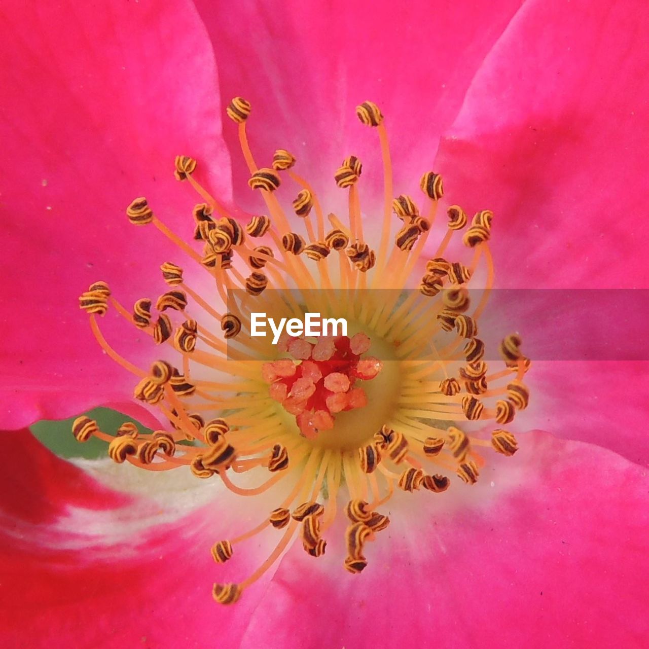 Close-up of pink flower