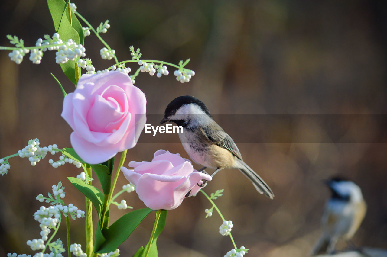 BIRD PERCHING ON PINK FLOWER