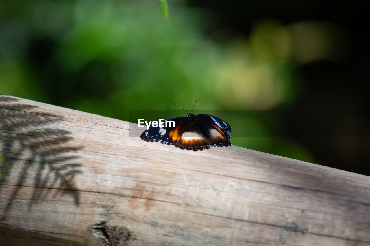 animal wildlife, animal themes, animal, insect, wildlife, one animal, nature, wood, green, close-up, macro photography, beetle, ladybug, leaf, focus on foreground, day, beauty in nature, no people, animal wing, outdoors, plant, tree, selective focus