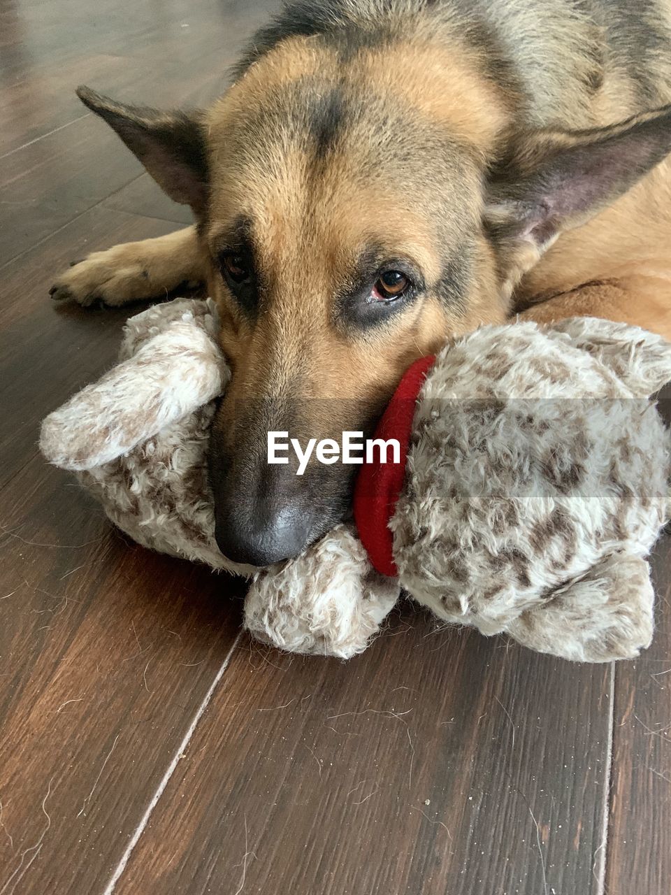 PORTRAIT OF DOG LYING DOWN ON FLOOR