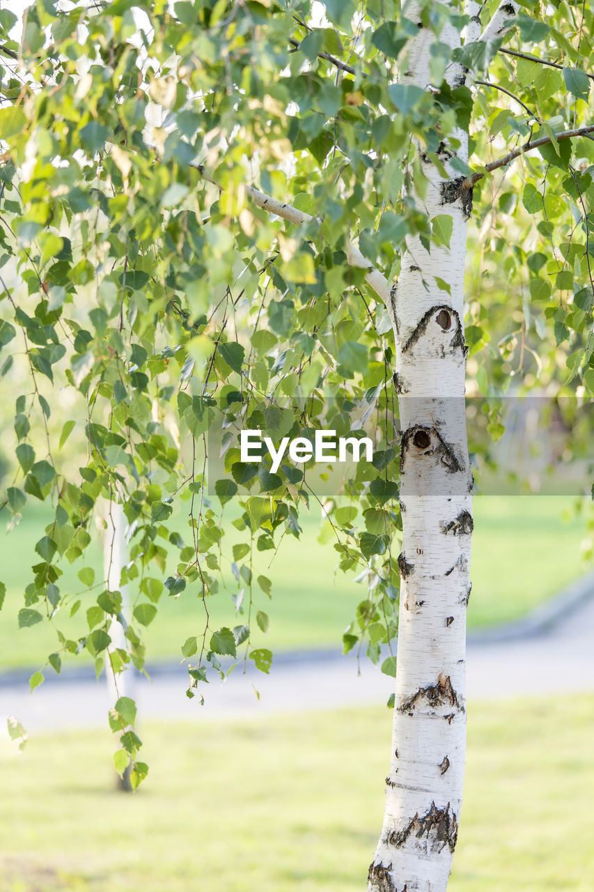 Birch tree in summer