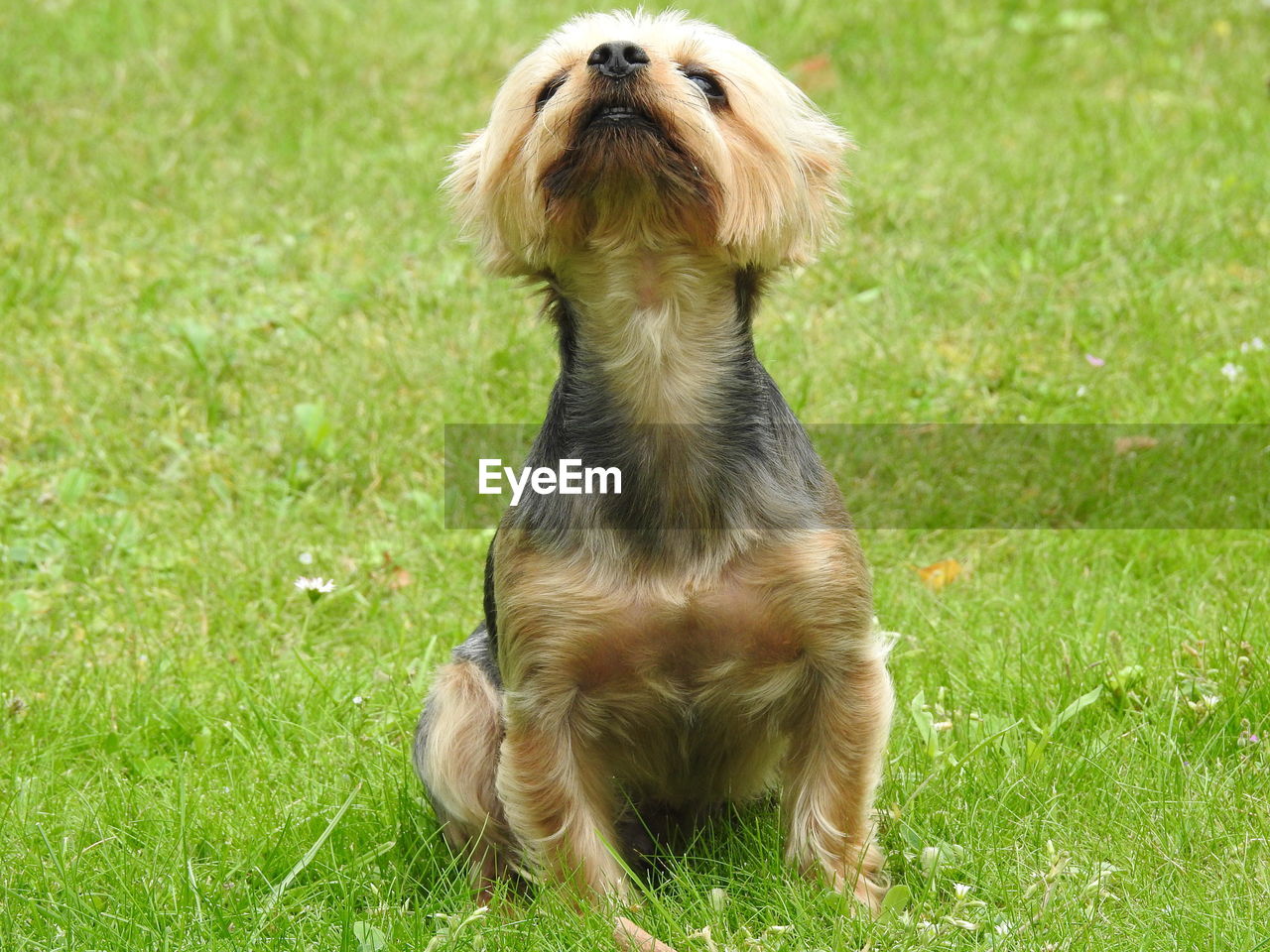 Dog sitting on field