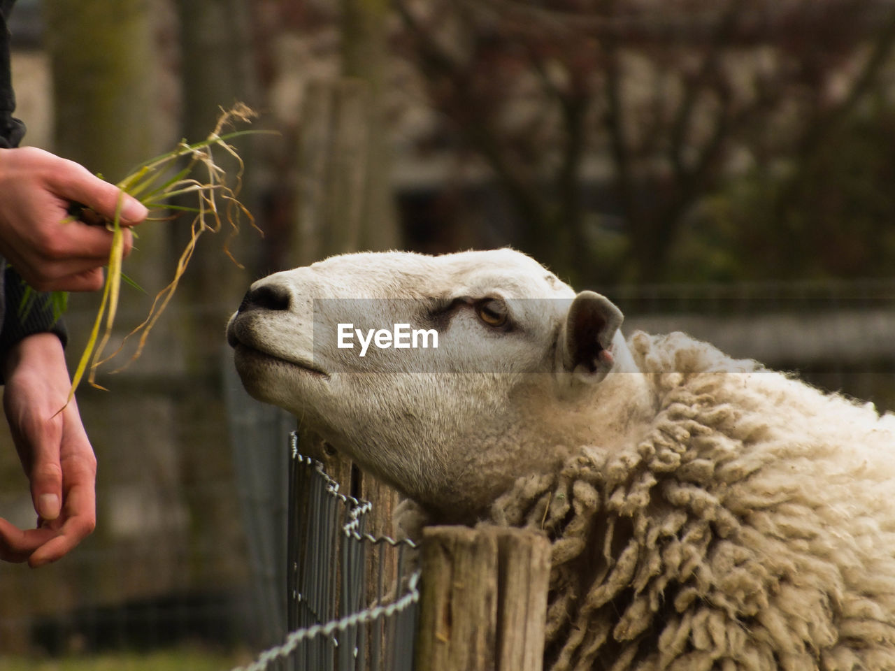 Close-up of a sheep