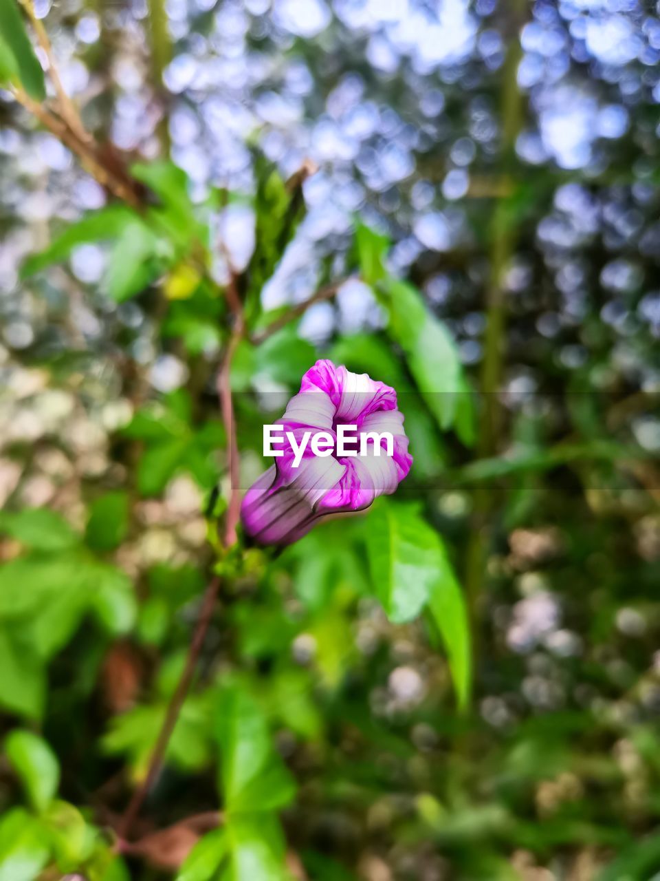 plant, flowering plant, flower, freshness, beauty in nature, fragility, nature, growth, petal, close-up, flower head, inflorescence, pink, green, blossom, purple, wildflower, no people, focus on foreground, day, macro photography, springtime, outdoors, leaf, botany, tree, plant part, selective focus