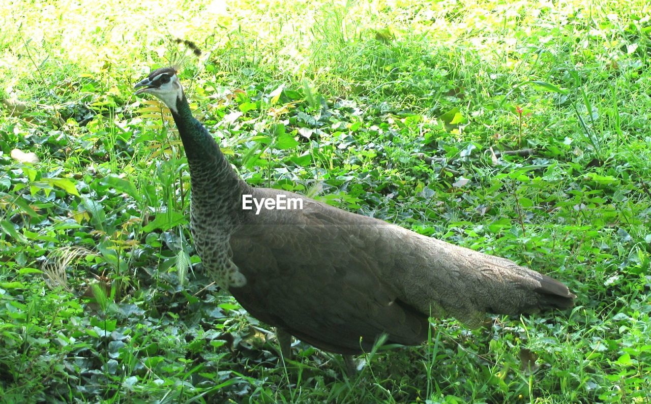 SIDE VIEW OF A BIRD ON GRASS