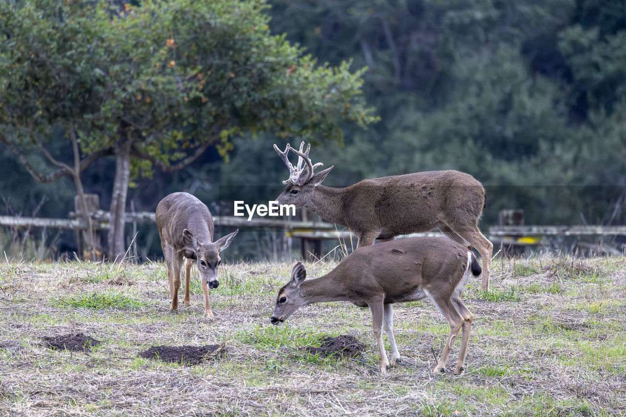 animal themes, animal, animal wildlife, wildlife, mammal, group of animals, deer, plant, nature, no people, tree, land, grass, young animal, outdoors, day, field, safari, two animals, domestic animals, herbivorous