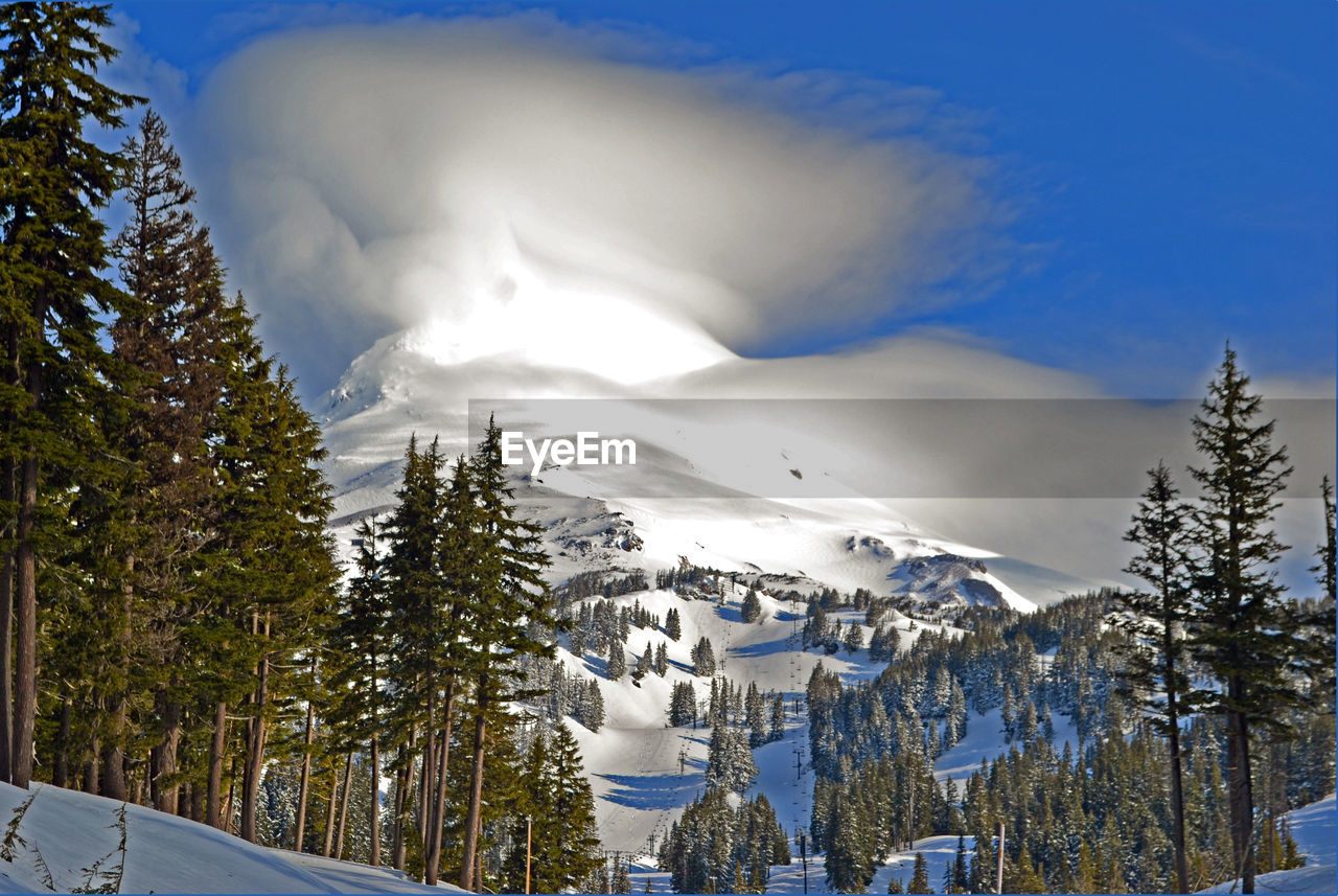 Trees by snow covered mountains against sky