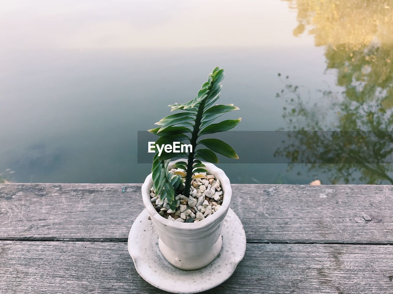 CLOSE-UP OF POTTED PLANT ON TABLE AGAINST SEA