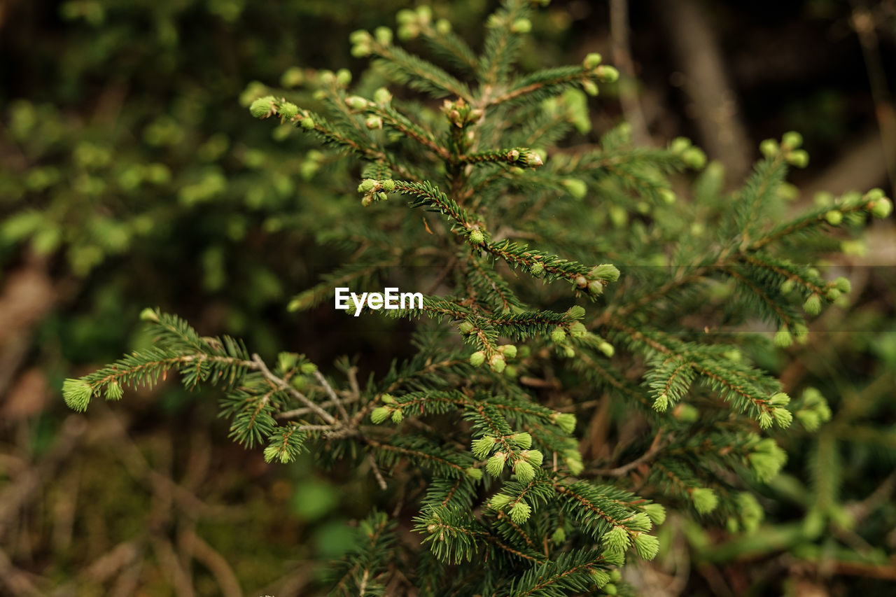 CLOSE-UP OF FRESH GREEN LEAVES