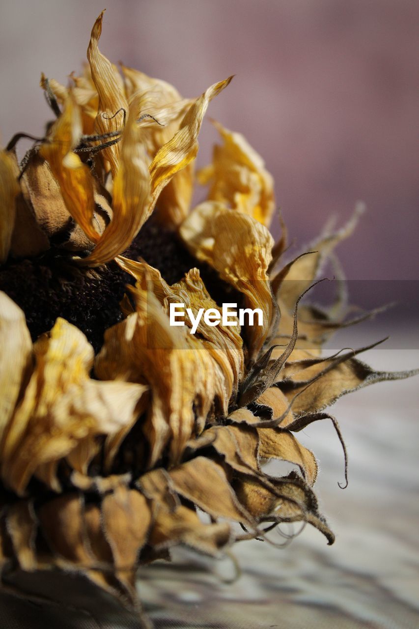 food, close-up, food and drink, leaf, yellow, plant, macro photography, dry, flower, nature, no people, healthy eating, vegetable, freshness, selective focus, autumn, produce, wellbeing, plant part, focus on foreground