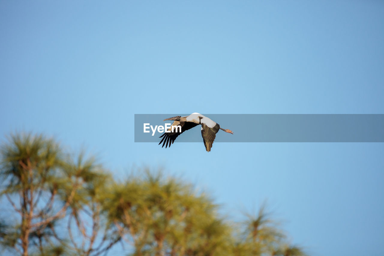 Close to a full moon as a wood stork mycteria americana flies over the corkscrew swamp sanctuary