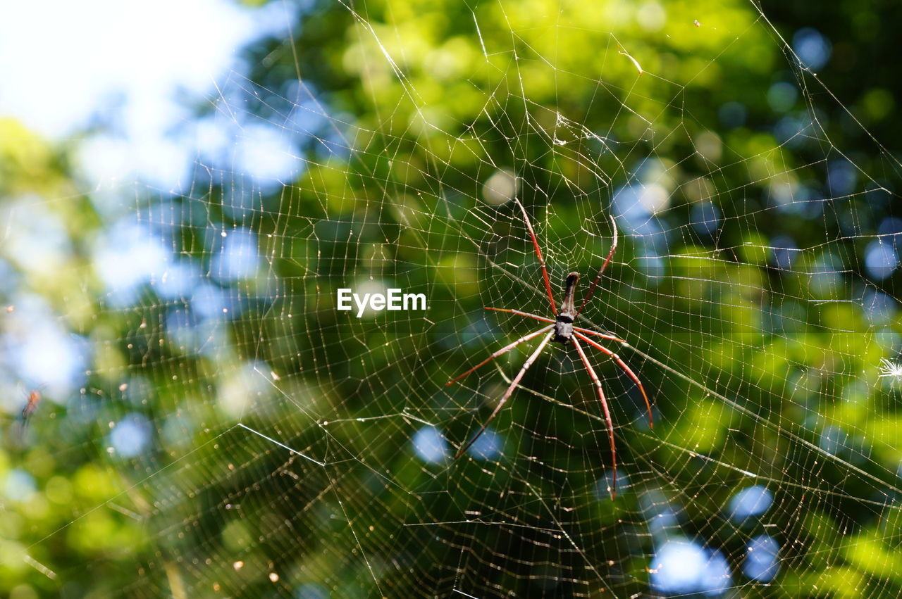 CLOSE-UP OF SPIDER ON WEB OUTDOORS