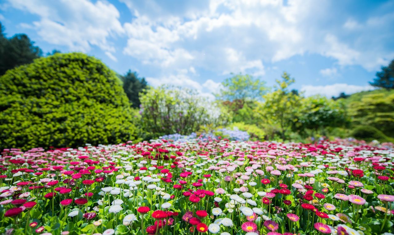 Close-up of flowers growing in field