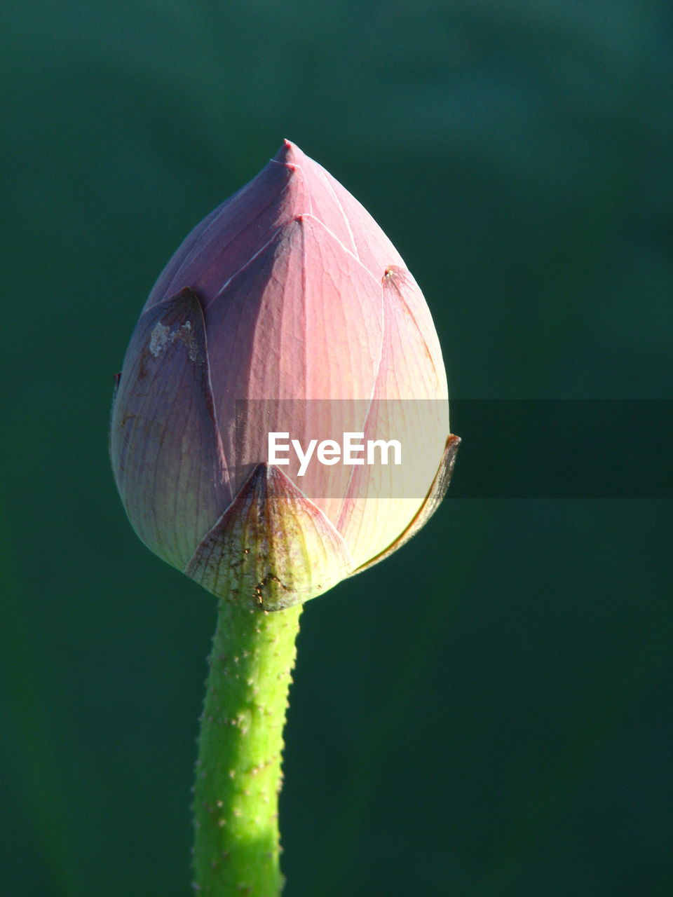 Close-up of lotus on bud