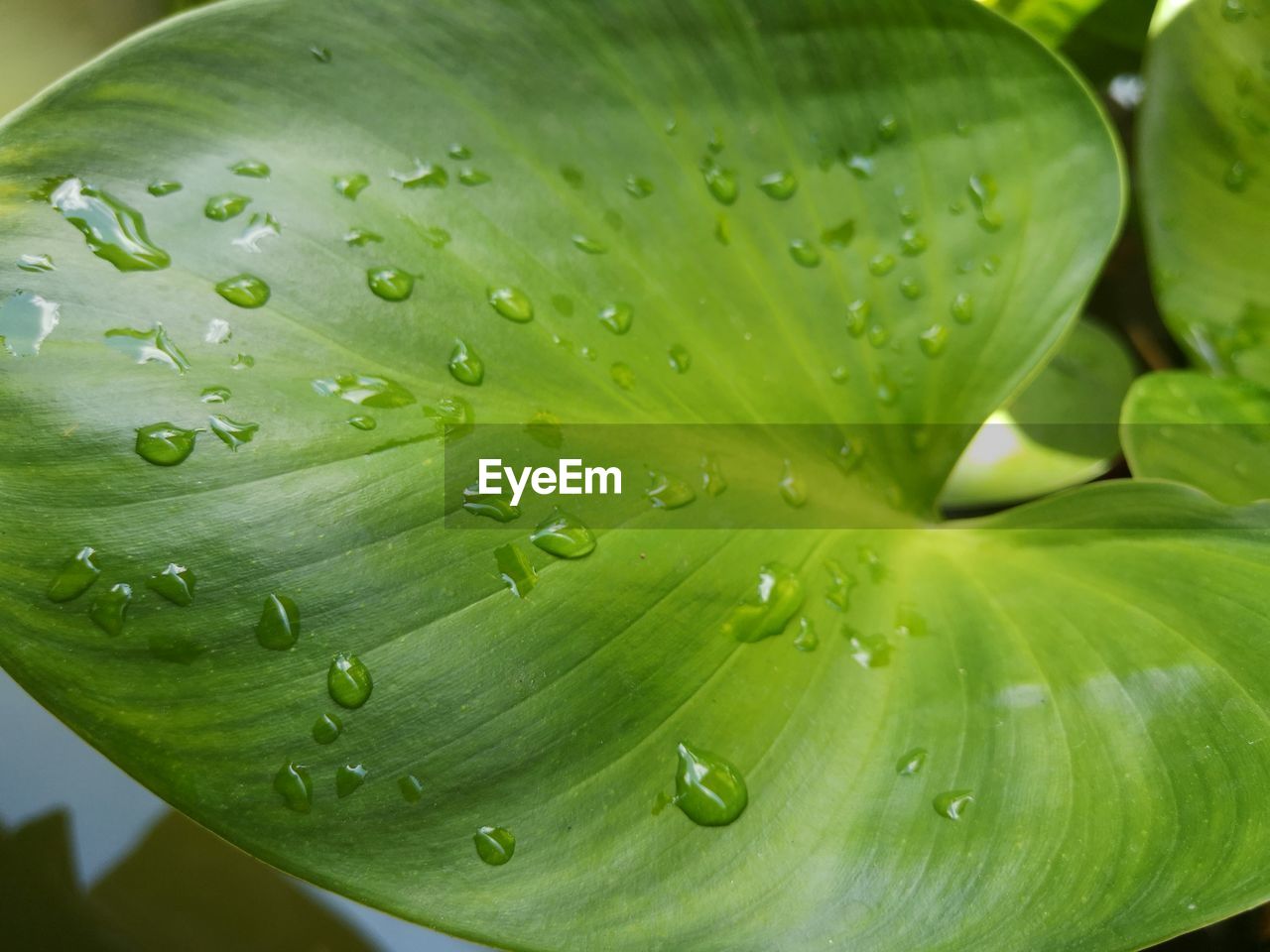 Close-up of water drops on leaves