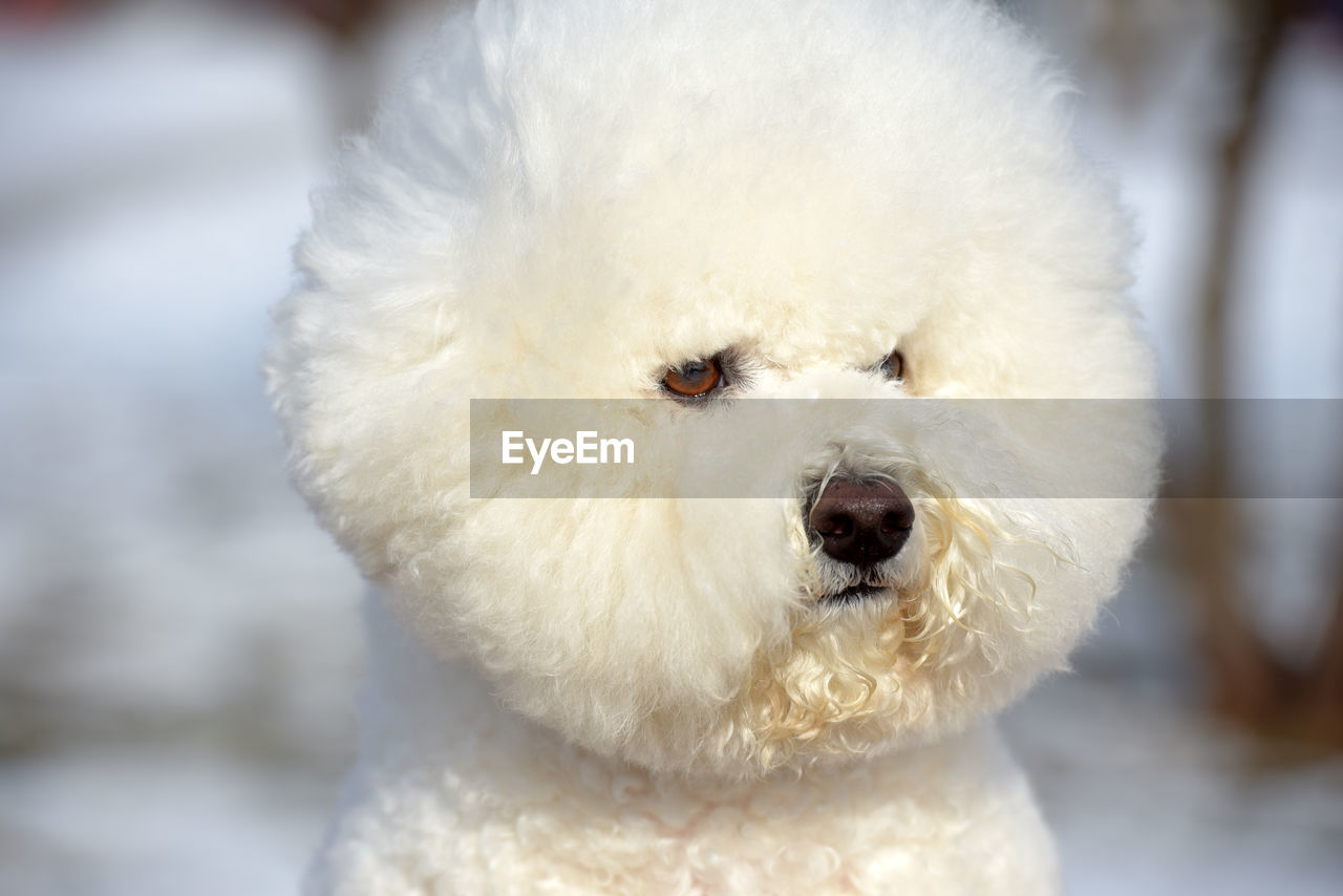 CLOSE-UP PORTRAIT OF A DOG