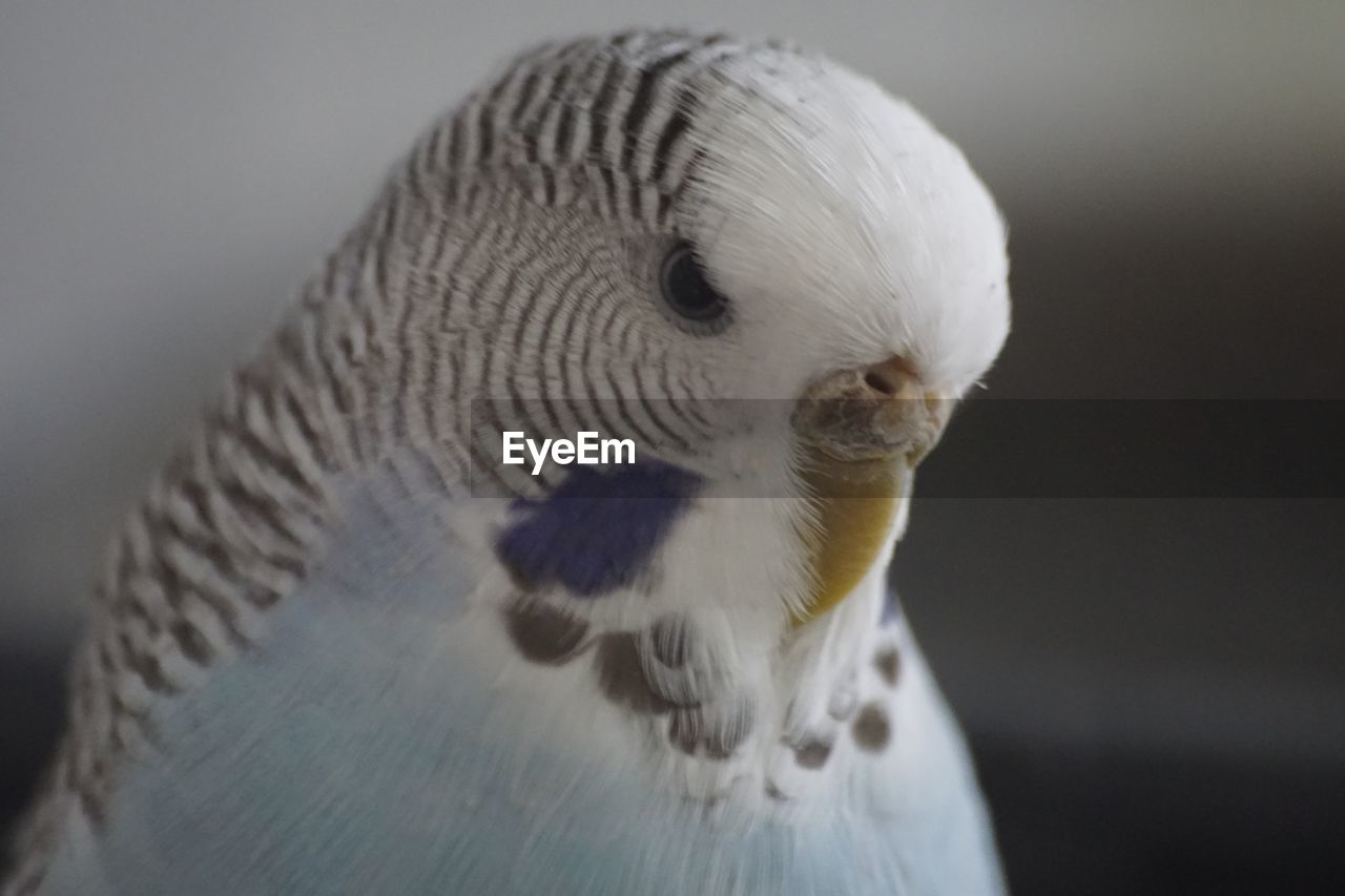 Thoughtful budgie