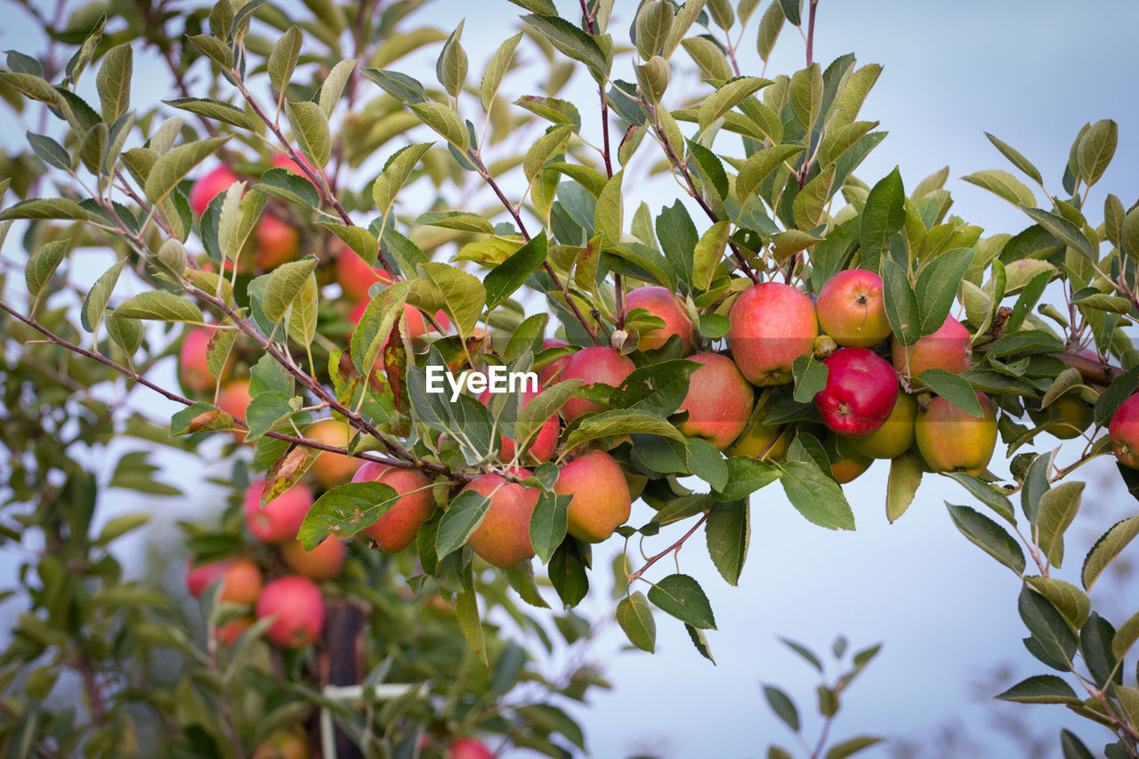 LOW ANGLE VIEW OF BERRIES ON TREE