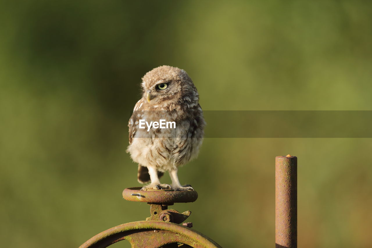 A little owl on a valve wheel